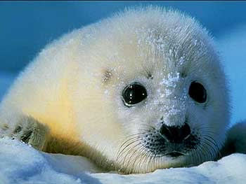 Name:  harp-seal-baby.jpg
Views: 10
Size:  11.3 KB