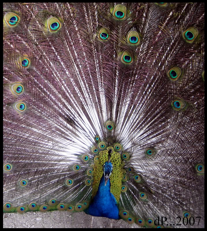 Name:  Peacock.jpg
Views: 3
Size:  246.3 KB